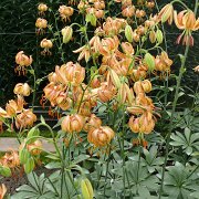 Peppard Gold - inflorescence